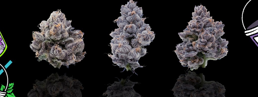 BOBA premium indoor flower — product photography